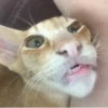 Kitty 🥱 :: 6