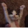 Kitty 🥱 :: 10