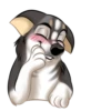 Huscai the Husky 11