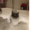 Kitty 🥱 :: 11