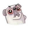 Water Pug 12