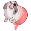 Water Pug 14