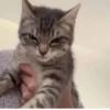 Kitty 🥱 :: 16