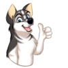 Huscai the Husky 20