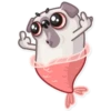 Water Pug 21
