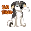 Huscai the Husky 30