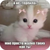 Китики KB_Wing 8