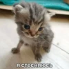 Китики KB_Wing 9