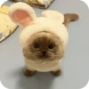 Kitty😻 5
