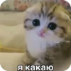 Китики KB_Wing 10