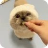 Kitty😻 9