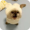 Kitty😻 10