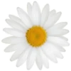 Цветы, розы и многое другое 8