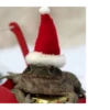Frog for Masha 12