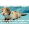 Китики KB_Wing 12