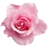 Цветы, розы и многое другое 9
