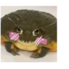 Frog for Masha 13