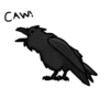 Corvus 11