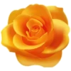 Цветы, розы и многое другое 12