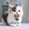 Китики KB_Wing 18