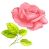 Цветы, розы и многое другое 13