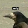 Corvus 13