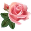 Цветы, розы и многое другое 15