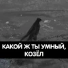 Corvus 14