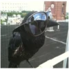 Corvus 16