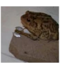 Frog for Masha 22