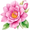 Цветы, розы и многое другое 17
