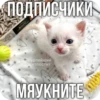 Китики KB_Wing 23