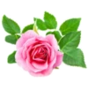 Цветы, розы и многое другое 19
