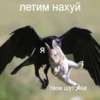 Corvus 19