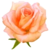 Цветы, розы и многое другое 23