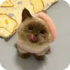 Kitty😻 24