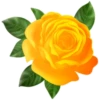Цветы, розы и многое другое 27