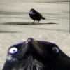 Corvus 23