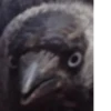 Corvus 25