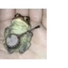 Frog for Masha 27
