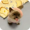 Kitty😻 29