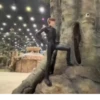 jojohf 11