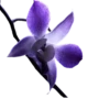 @Crepusculo_sol_e_lua_11's SmudgeLord v5 14
