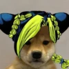 JoJo ybyb 23