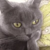 hehe meow 5