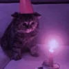 hehe meow 6