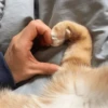hehe meow 7