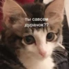 hehe meow 8