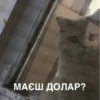 Meow 6