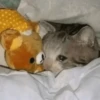 hehe meow 10
